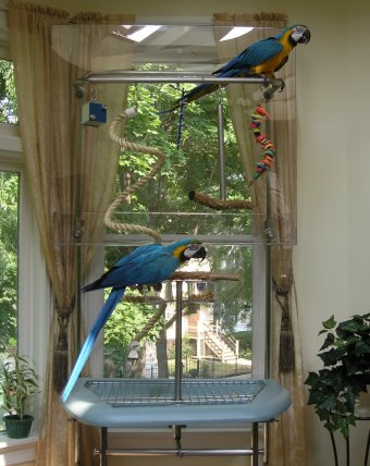 Wingdow® Gym