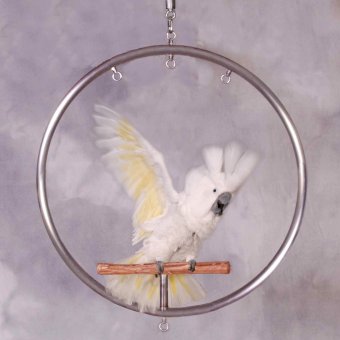 Large WingRing
