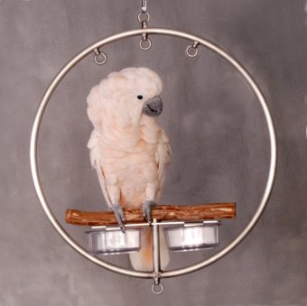 Small WingRing