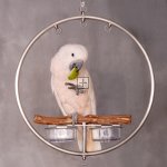Small WingRing